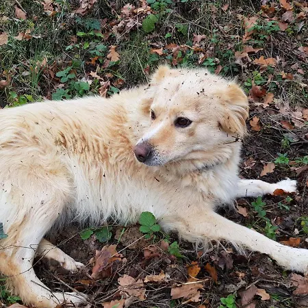 Bioagriturismo Poderaccio Feriegård Incisa in Val d'Arno