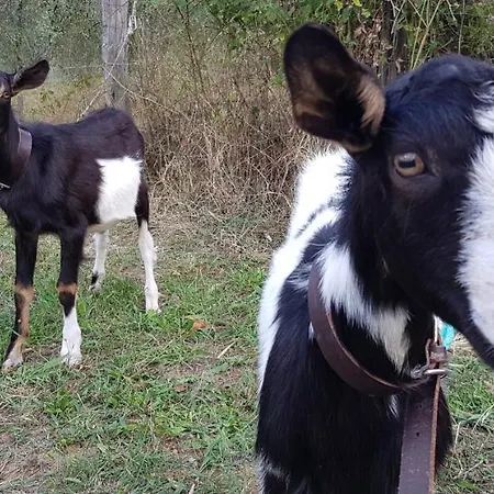 Alojamento de Turismo Rural Bioagriturismo Poderaccio *