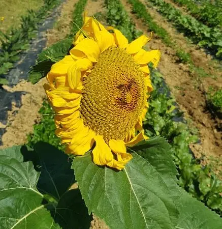 Bioagriturismo Poderaccio Alojamento de Turismo Rural *
