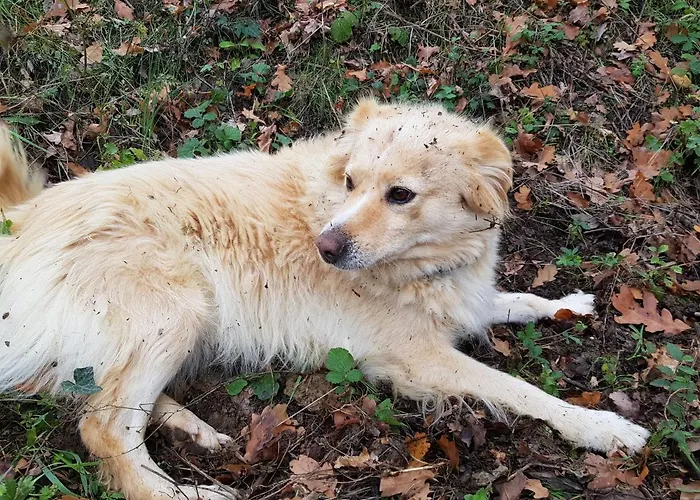 Bioagriturismo Poderaccio Çiftlik konaklama Incisa in Val d'Arno