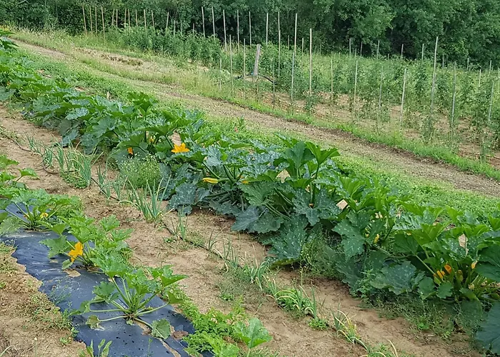 Bioagriturismo Poderaccio * Incisa in Val d'Arno