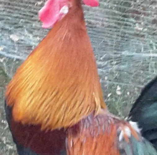 Feriegård Bioagriturismo Poderaccio