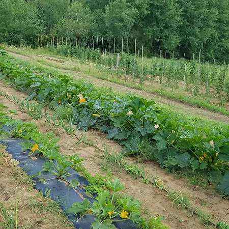 Bioagriturismo Poderaccio * Incisa in Val d'Arno
