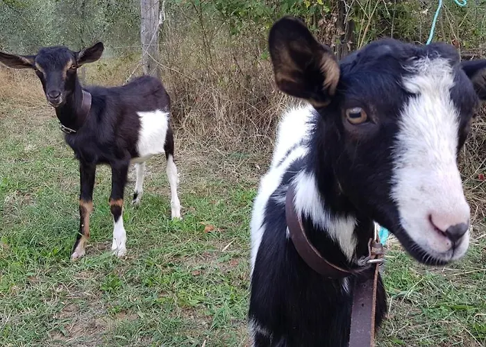 Κατάλυμα σε φάρμα Bioagriturismo Poderaccio *