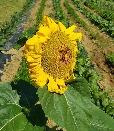 Bioagriturismo Poderaccio Κατάλυμα σε φάρμα *